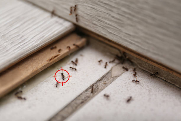 Pest Prevention Services in Lincoln Heights, OH