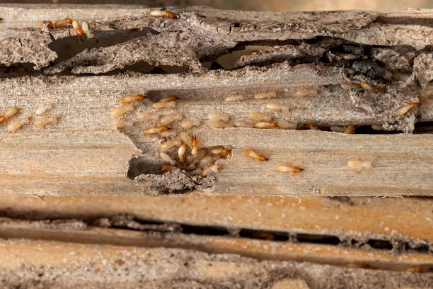 Best Wasp Removal Services  in Lincoln Heights, OH